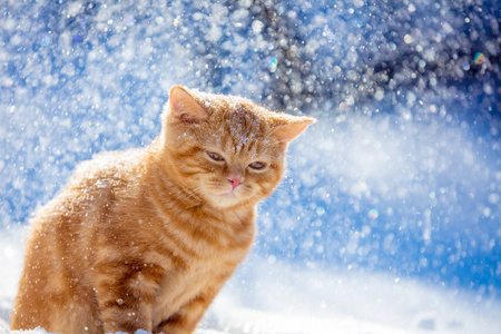 姜猫狩猎图片