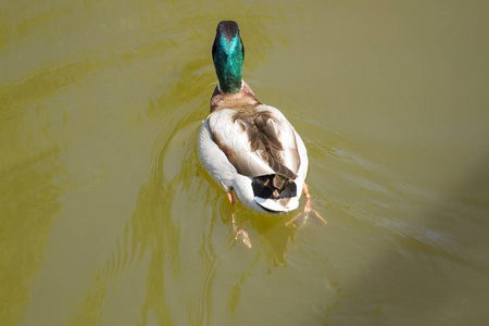 漂浮在水中的雄性野鸭鸭