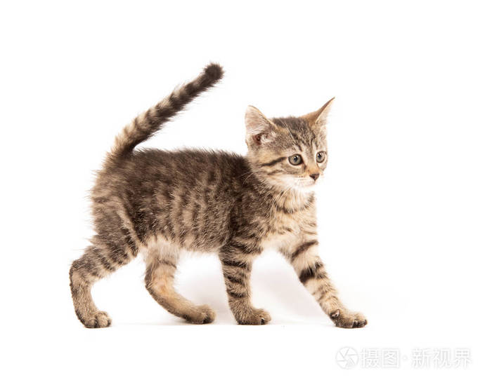 可爱的婴儿三月大的小猫在白色背景下隔离照片 正版商用图片05bzr3 摄图新视界