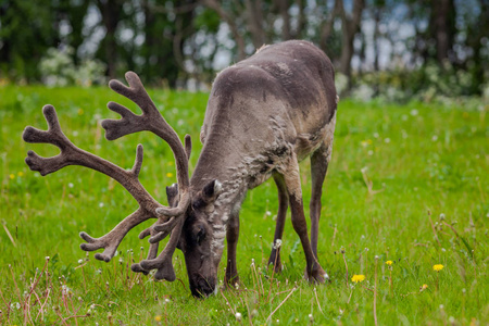麋鹿在褐色的木质背景上吃草公鹿在三叶草地里吃草鹿在绿色草地上吃