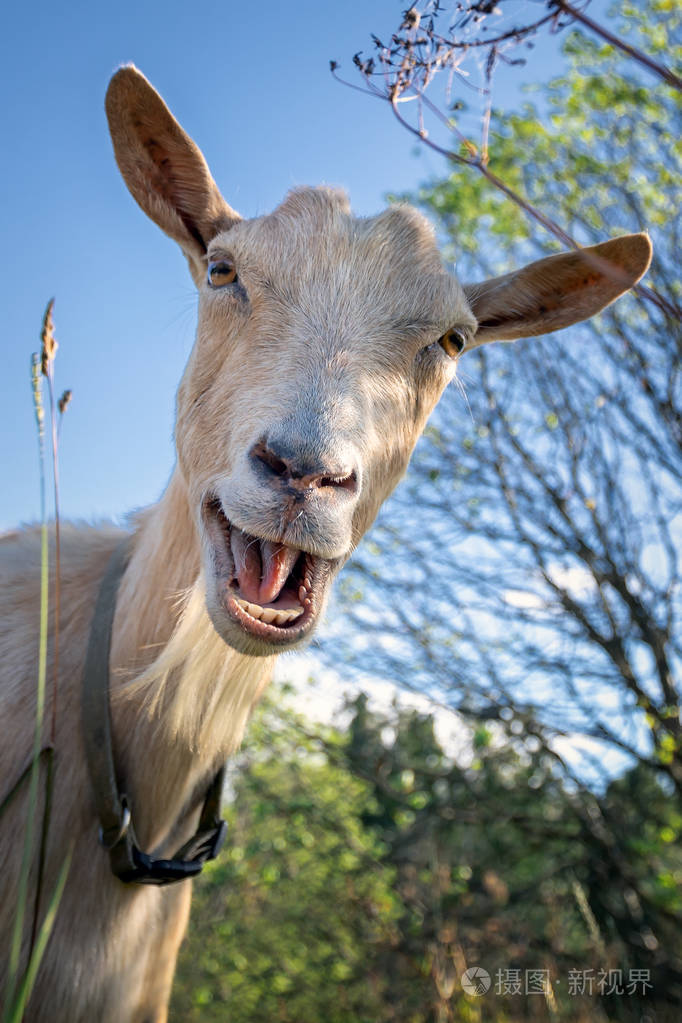 滑稽的山羊在灌木之间笑并且说嘿