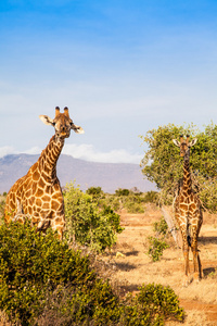 在肯尼亚的免费长颈鹿