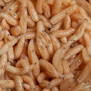 许多活的幼虫为钓鱼, 蛆, 诱饵, 蠕虫摄影图