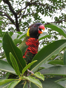 栖 lory 的特写镜头