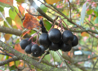 秋园黑 chokeberry 黑楸楸 果