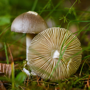 在森林的食用鹅膏菌三七蘑菇