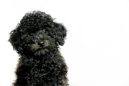 白色背景的贵宾犬的美丽的黑色小狗照片