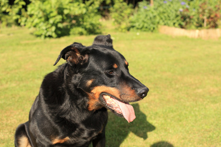 纯种法国牧羊犬 beauceron 的肖像