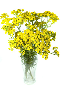 艾菊，tanacetum。在白色背景上孤立