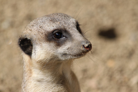 Head of a erdmnnchen