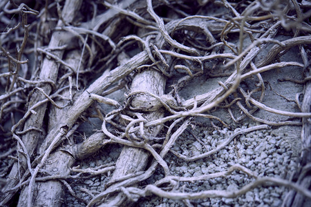 植物干灰枝, 秋观照片