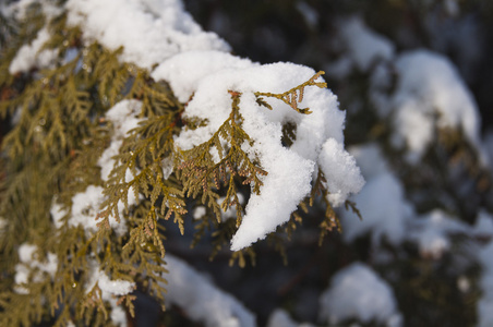 侧柏分支在雪中