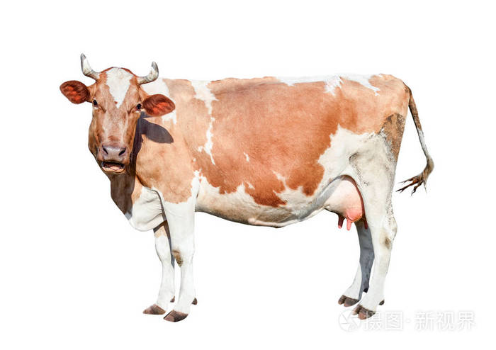 奶牛全长 美丽的年轻母牛看着直接进入相机孤立的白色 滑稽的红色和白色斑点母牛画像接近 家畜照片 正版商用图片05c6jd 摄图新视界