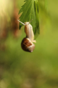 蜗牛, 详细宏观特写