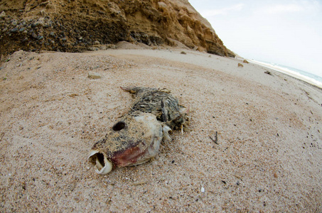 飓风后搁浅在海滩上的死鱼