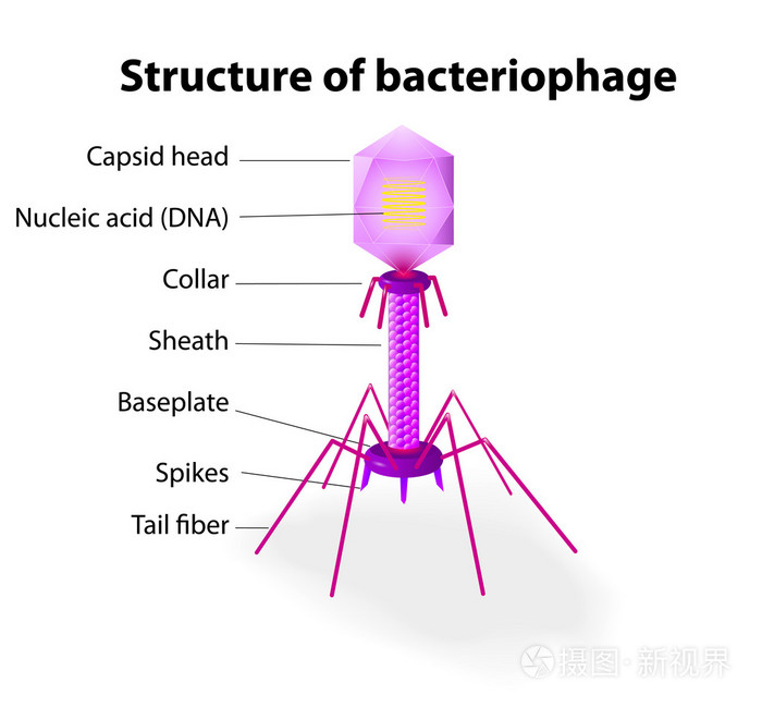 病毒噬菌体的结构