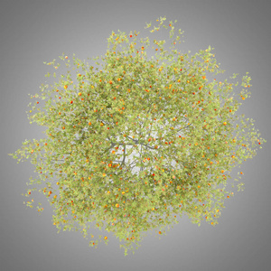 桃树的顶部视图与桃灰色背景分离。3d 插图