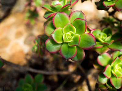 Echeveria 线虫玫瑰 肉质花 在花园里