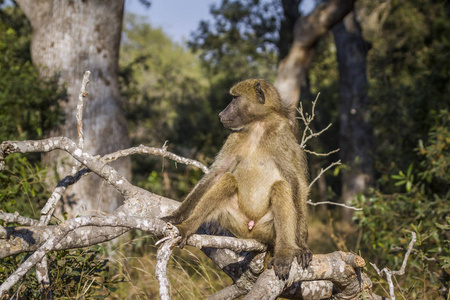 南非大狒狒在克鲁格国家公园, 南非Cercopithecidae Papio ursinus 家族的钱币