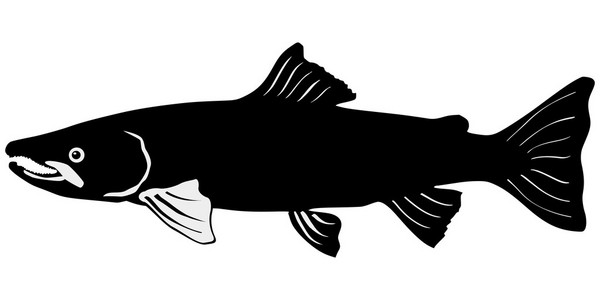 鱼的侧面影像图片