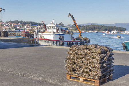 Arousa 岛 Xufre 码头捕捞贻贝袋和水产养殖船