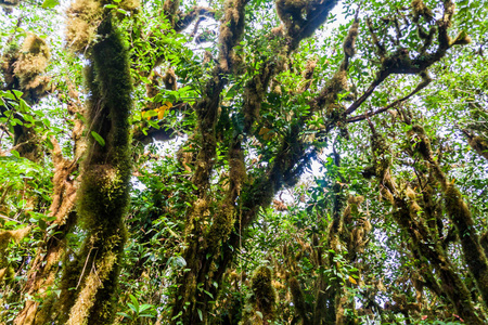 尼加拉瓜 Ometepe 岛 Maderas 火山覆盖的云林