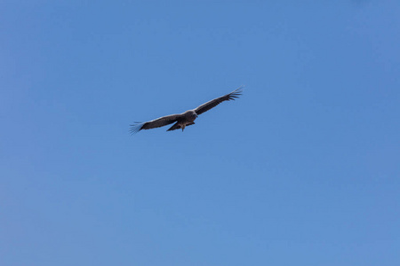 秃鹰在秘鲁 Colca 峡谷上空飞行