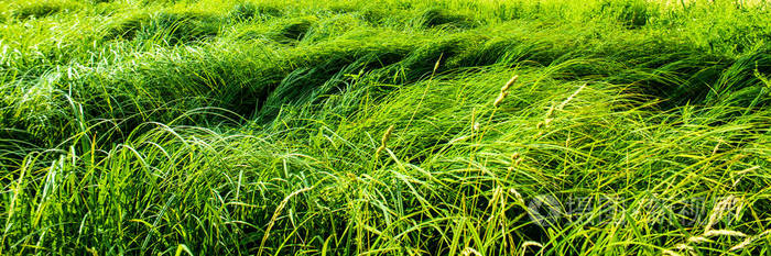 不均匀的草丛灌丛