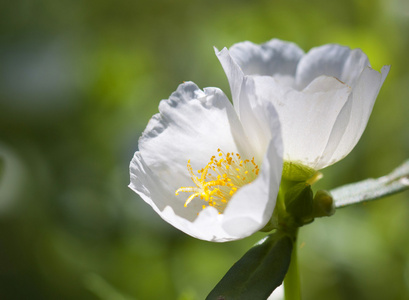 开花马齿苋图片