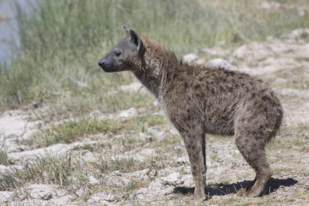 斑点鬣狗不站在干燥的河流在萨凡纳的干燥季节岸边