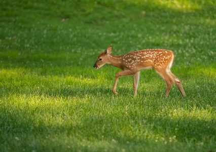 夏天的草地上有斑点的白尾鹿