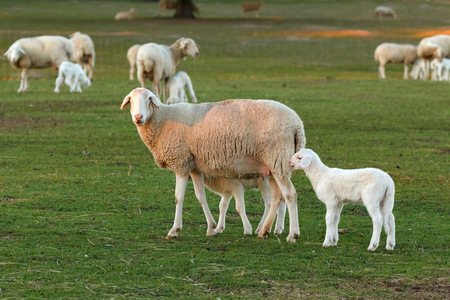 正宗的匈牙利绵羊品种名称是 racka 绵羊正宗的匈牙利绵羊品种名称是