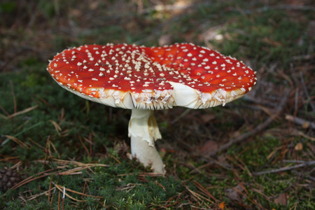 鹅膏菌黄花菜图片