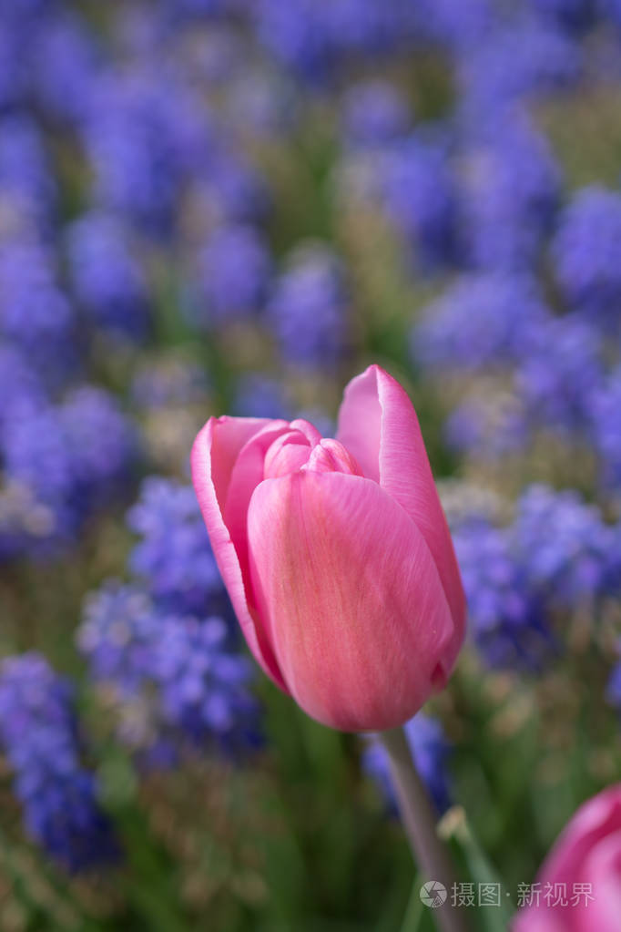 春园盛开的七彩郁金香花