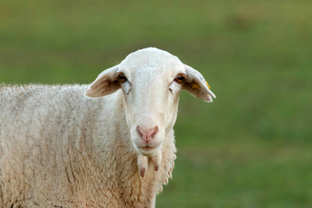 草原上的羊照片 正版商用图片073j5g 摄图新视界