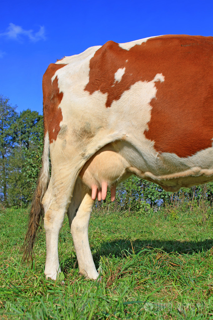 青年母牛udder