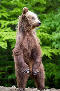 棕熊 (厄休斯 arctos) 站立在他的后腿在春天森林里照片