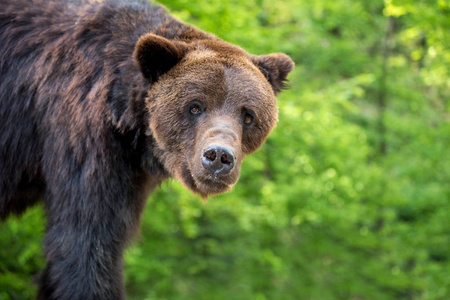特写棕色熊 厄休斯 arctos 画像在春天森林里