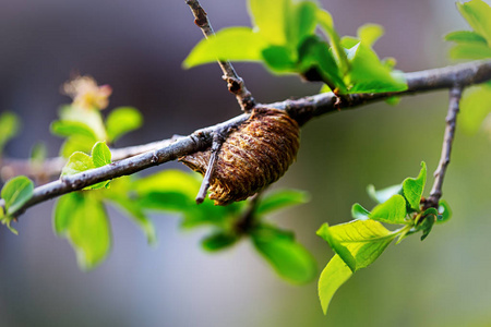 树上的蛹螳螂