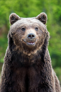 特写棕色熊 厄休斯 arctos 画像在春天森林里