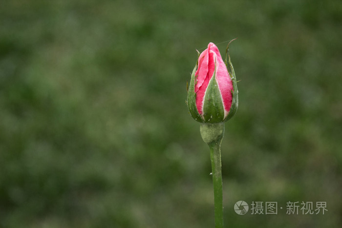 新鲜天然玫瑰花蕾