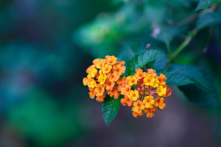 马缨丹在花园里的花, 自然背景