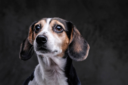 特写肖像的可爱的小猎犬狗孤立在黑暗的背景