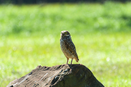 美丽的猫头鹰 Glaucidium minutissimum 在岩石之上