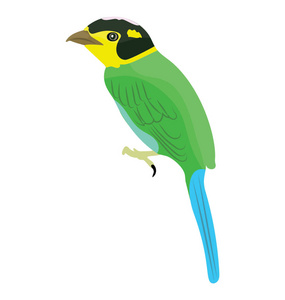长尾 broadbill 的黄喉长尾彩色鸟
