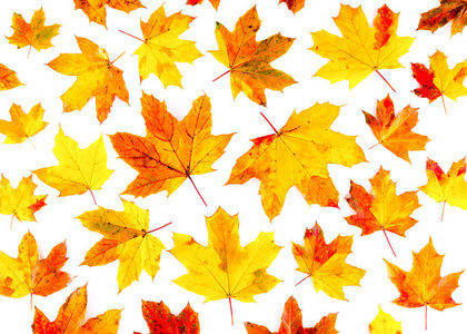 秋天的树叶图案在白色背景上