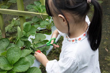 亚洲小中国女孩采摘新鲜草莓在有机户外草莓农场