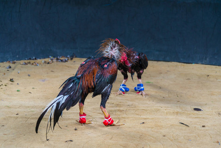 儿时游戏斗鸡图片