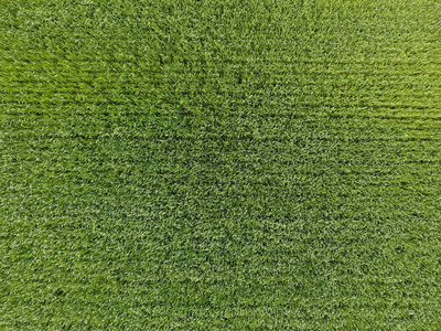 麦田是绿色的。田里的小麦子。从上面查看。绿色小麦的质地背景。绿草