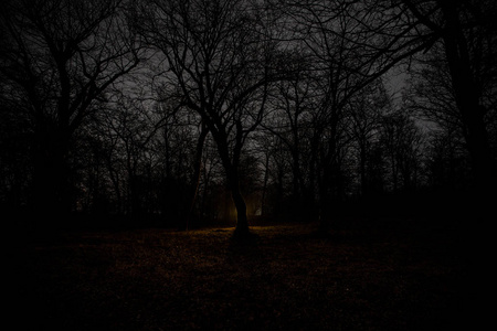 夜晚黑暗森林中的奇异光.人的剪影站在黑暗的森林与光.